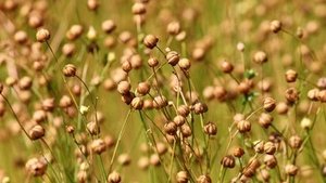 Leinöl – die Omega-3-Quelle Leinöl – die Omega-3-Quelle