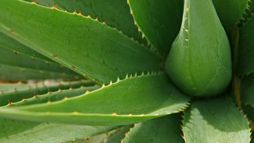 Aloe Vera &ndash; die Wunderwaffe