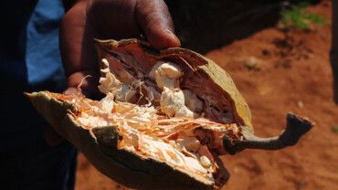 Baobab-Frucht