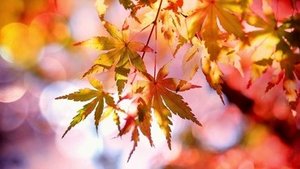 Herbstspaziergänge Herbstspaziergänge