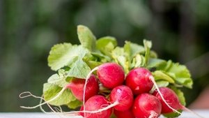 Radieschen – rot, rund und gesund Radieschen – rot, rund und gesund
