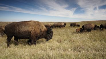 Bison &ndash; das ges&uuml;ndeste Fleisch der Welt?