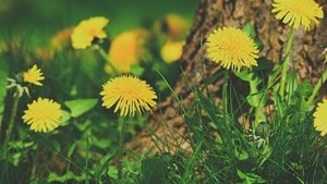 Veganer Honig Veganer Honig