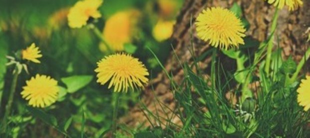 Veganer Honig Veganer Honig
