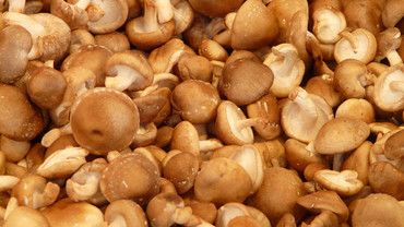 Shiitake-Pilze &ndash; herzhaft und gesund