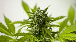 Cannabis und seine Wirkung Cannabis und seine Wirkung
