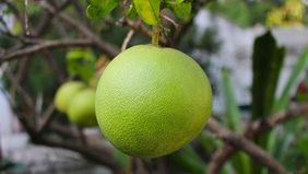 Pomelo mit Vorsicht geniessen