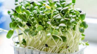 Microgreens &ndash; das neue Superfood