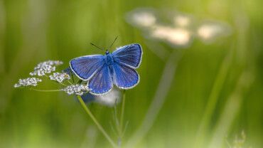 Krankheitsbild: Schmetterlingshaut