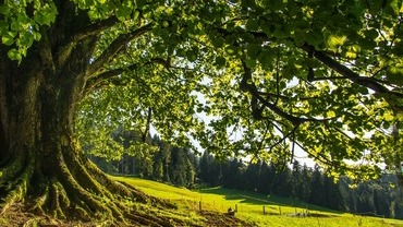 Die Kr&auml;fte des Lindenbaums